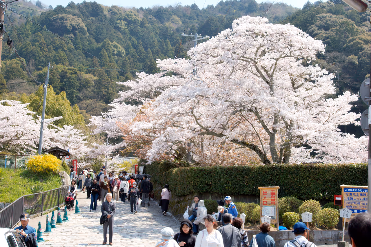 Philosopher's path walk free activity in Kyoto