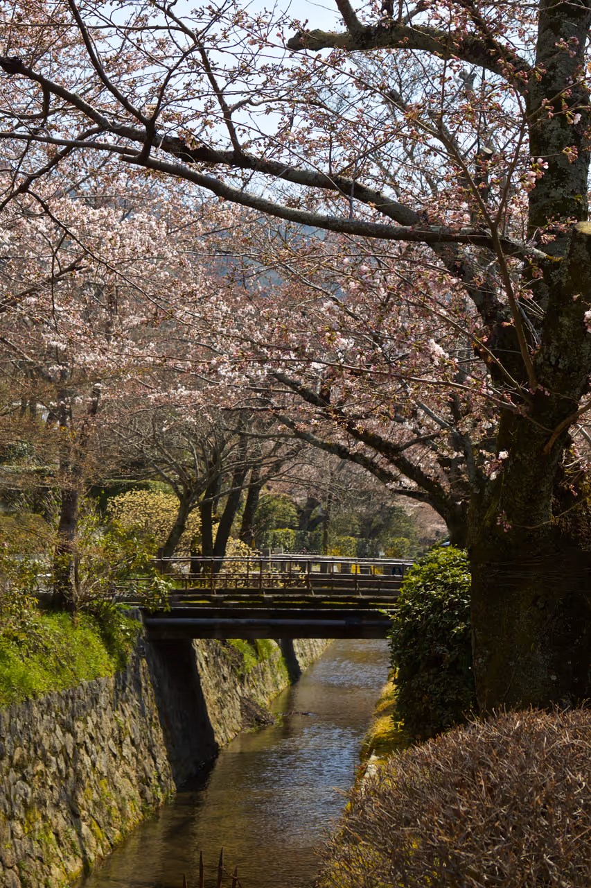 Philosopher's path walk free activity in Kyoto