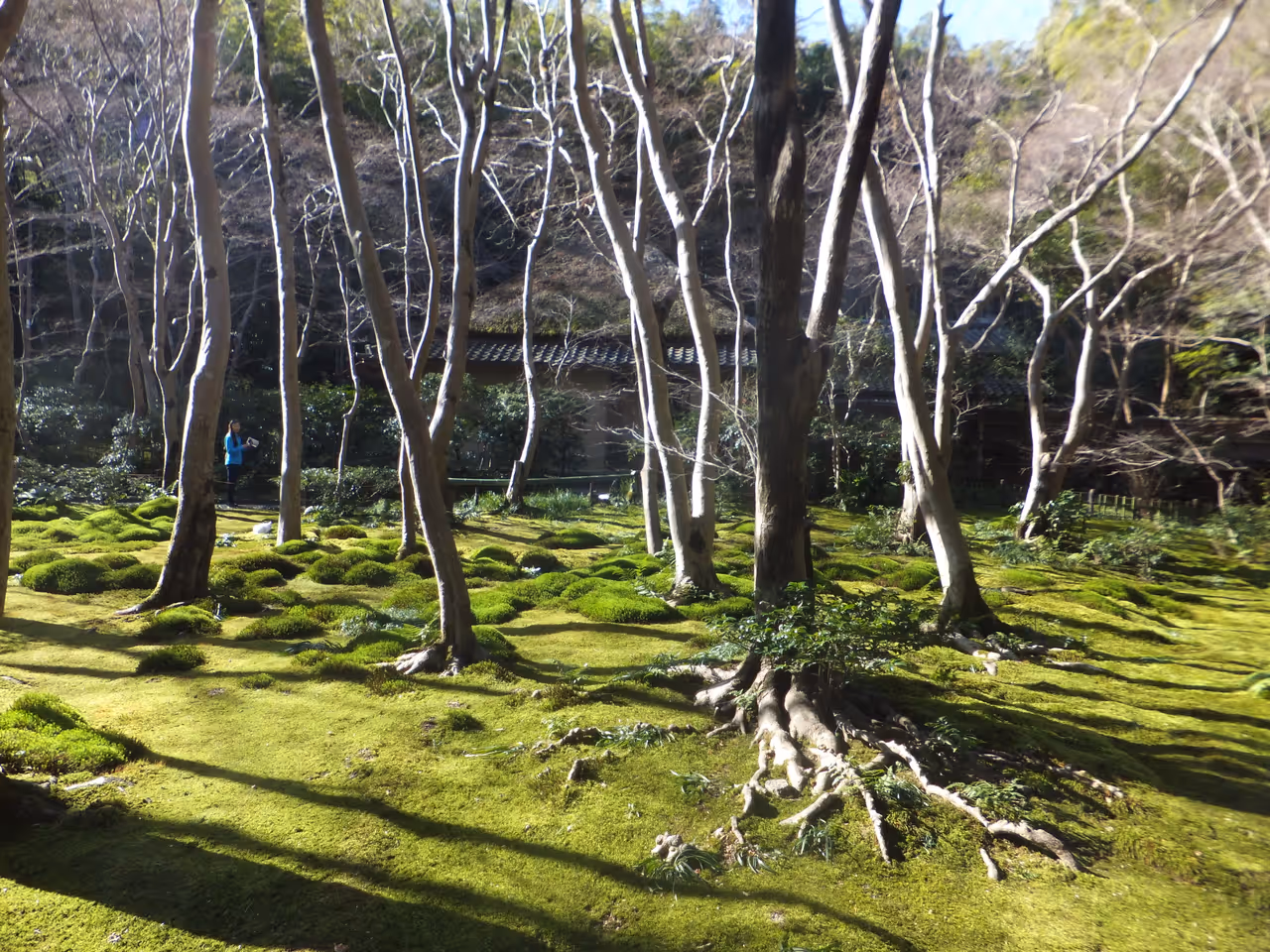 Gio-ji temple in Kyoto