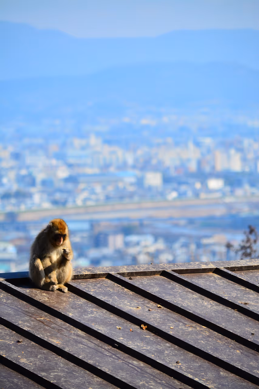 Discover the enchanting arashiyama district in Kyoto