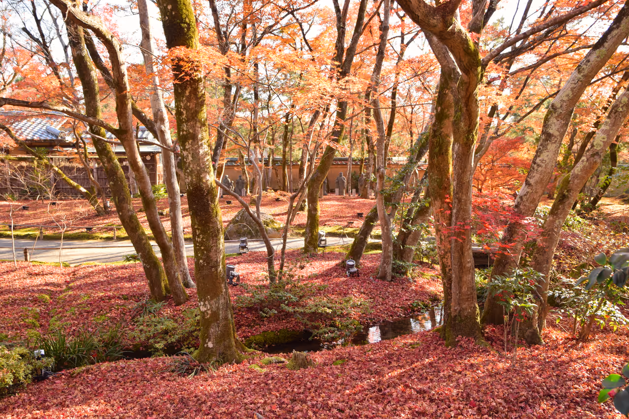 Discover the enchanting arashiyama district in Kyoto