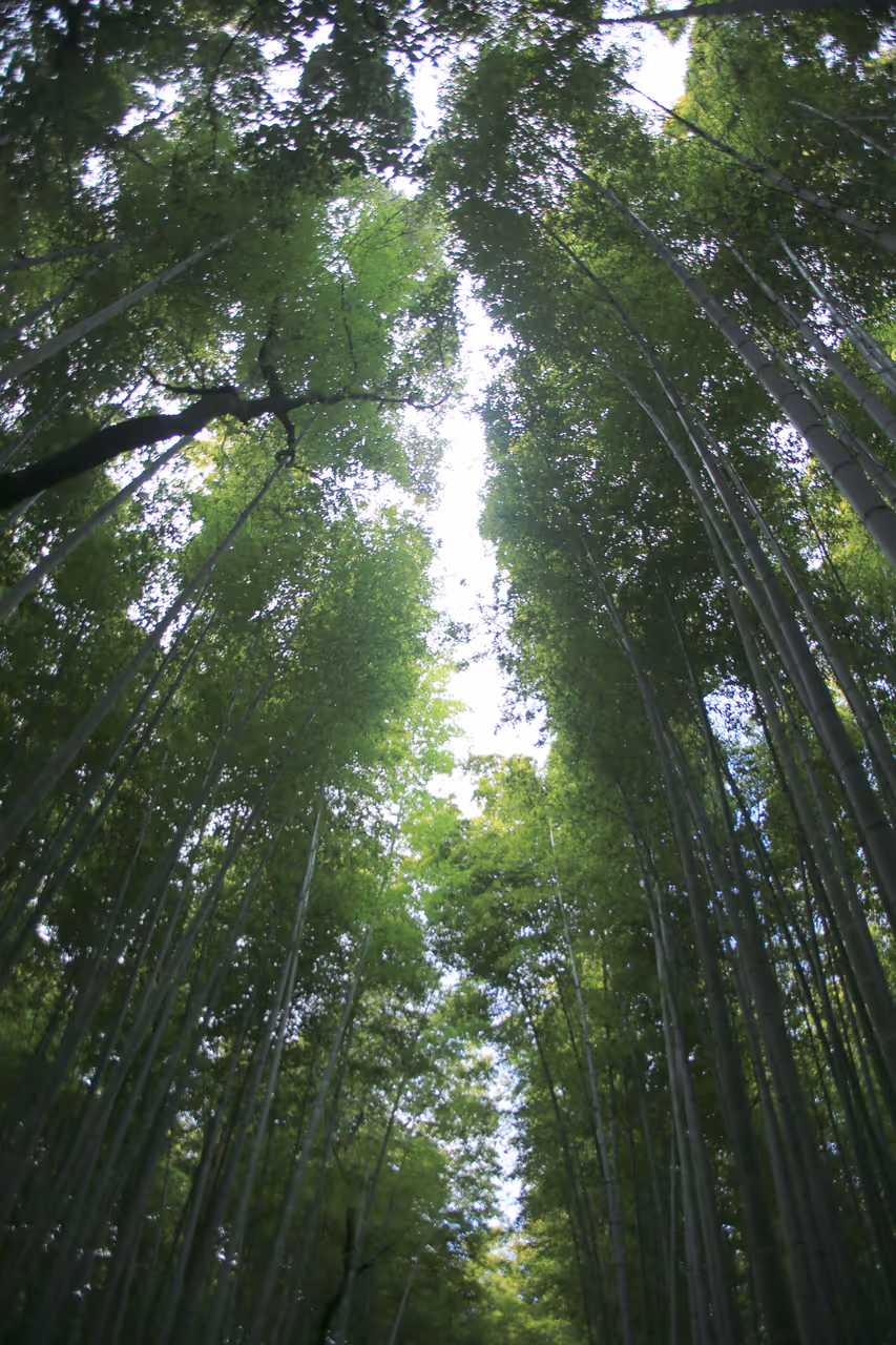 Discover the enchanting arashiyama district in Kyoto