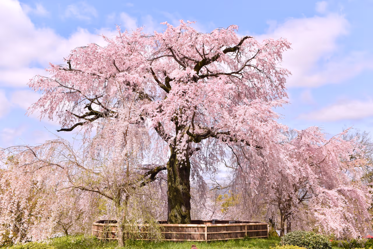 Maruyama park in Kyoto