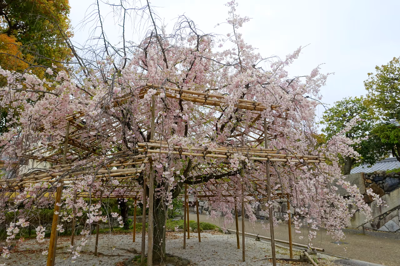 Shoseien garden in Kyoto