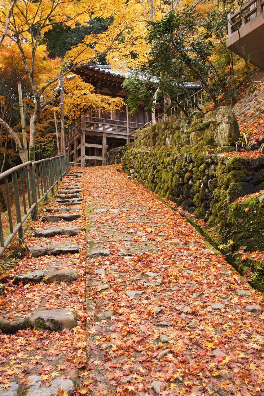 Autumn highlight in Kyoto