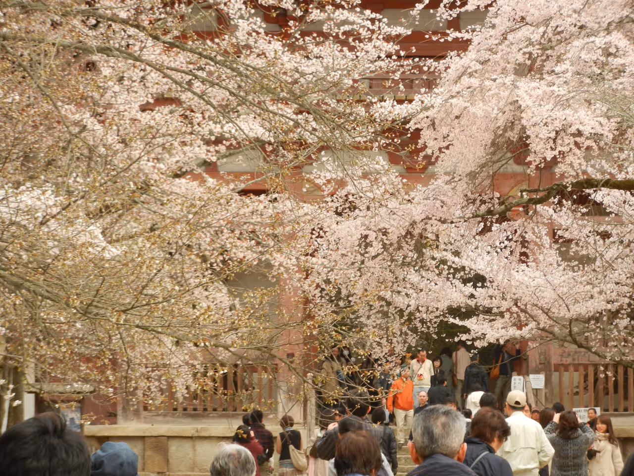 Spring highlight in Kyoto