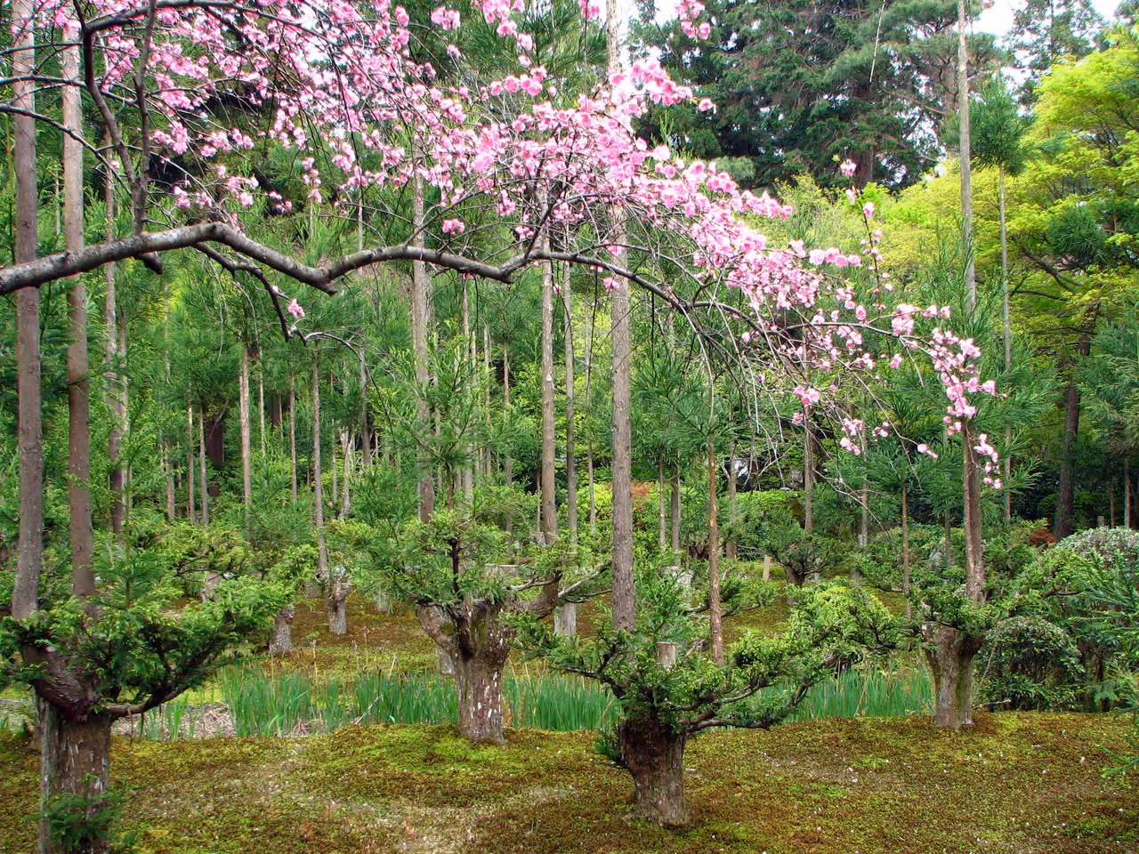 Spring highlight in Kyoto