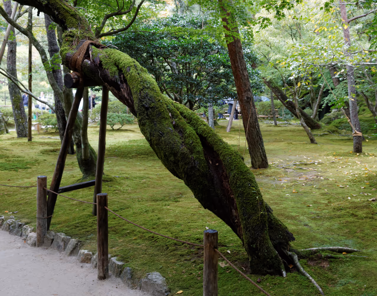 Ginkaku-ji in Kyoto, moss on a tree