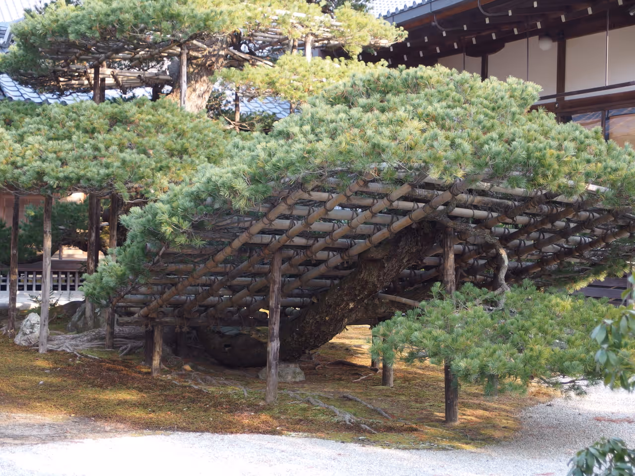 Kinkaku ji (the golden pavilion) in Kyoto