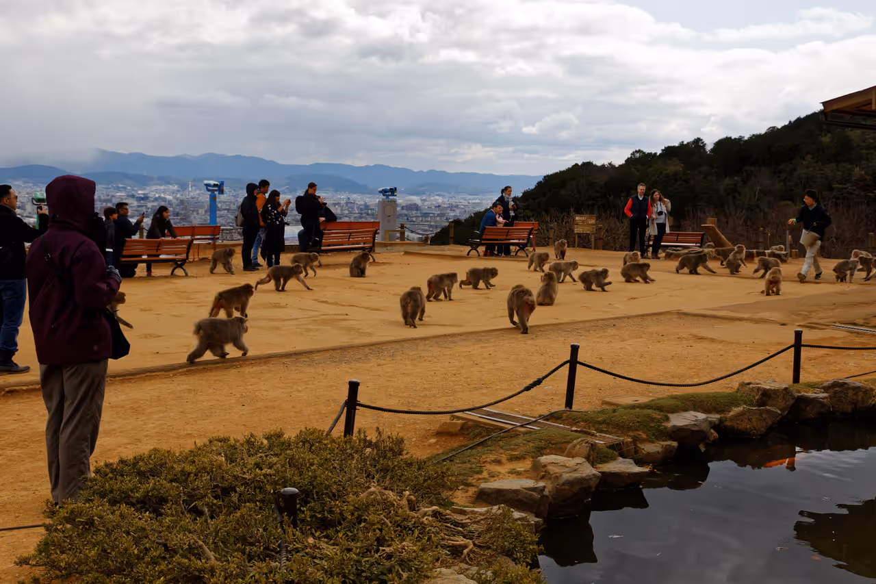 Iwatayama monkey park in Kyoto