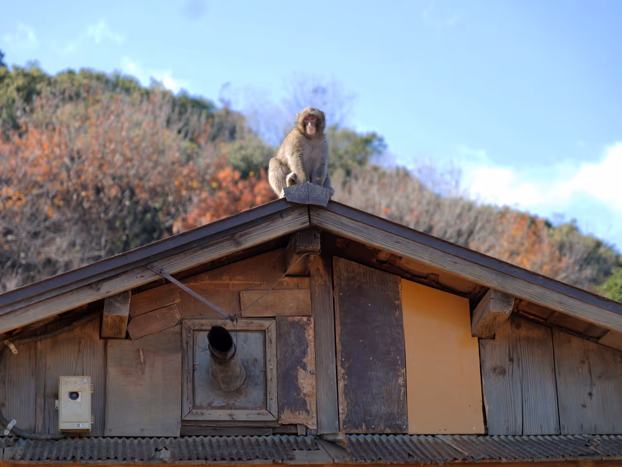 Iwatayama monkey park in Kyoto
