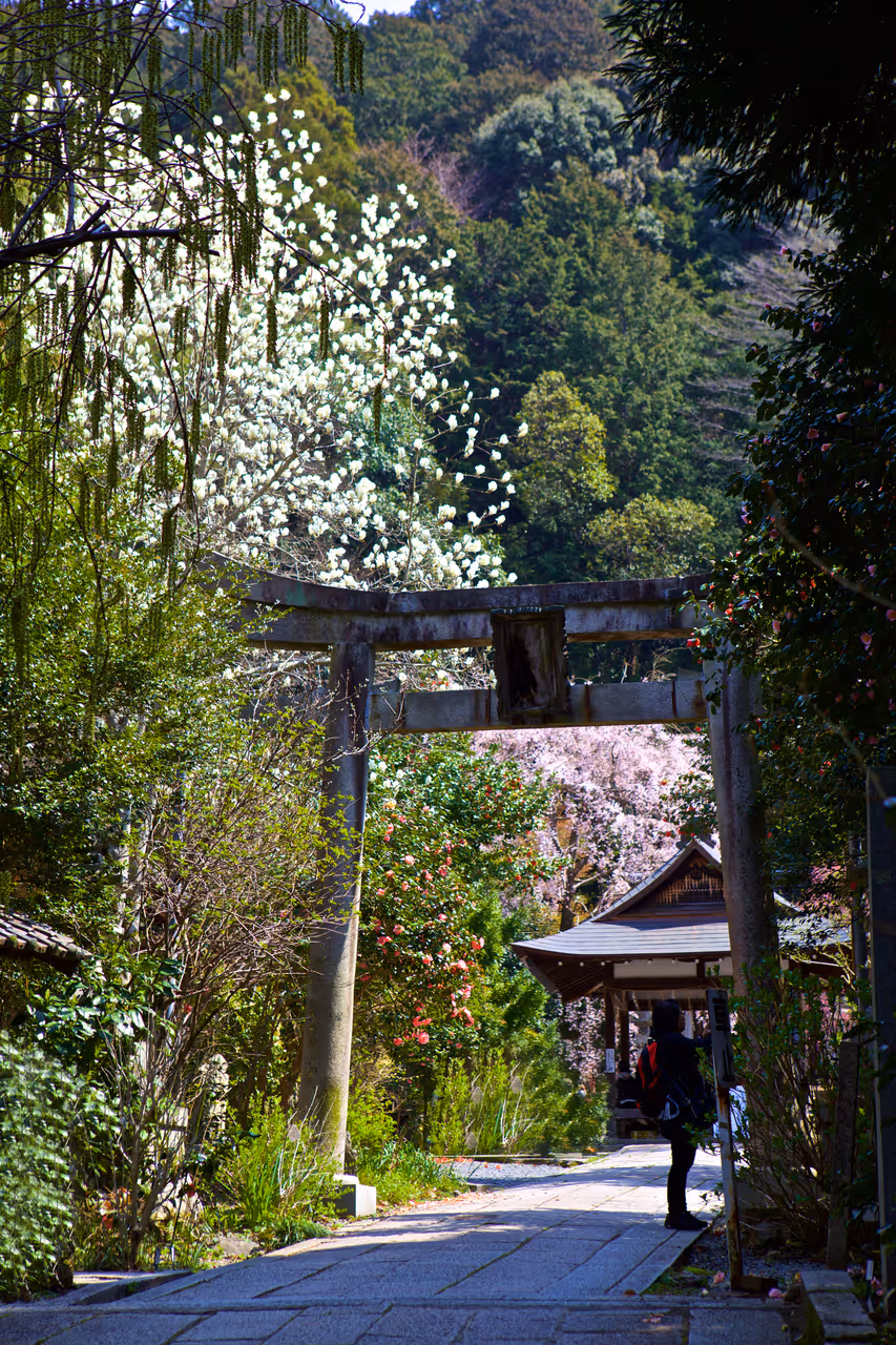 The philosopher's path stroll in Kyoto