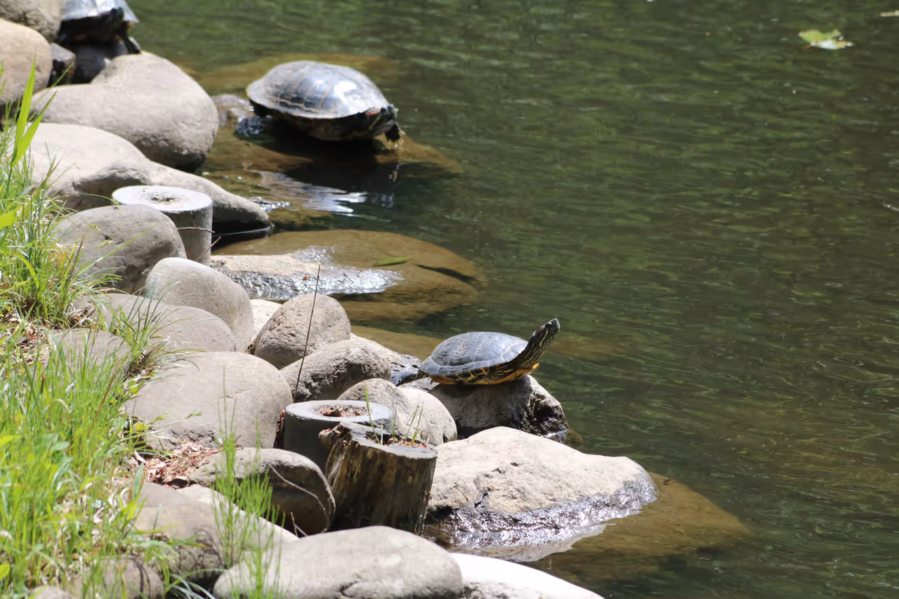 Turtles at the Meiji jingu in Tokyo