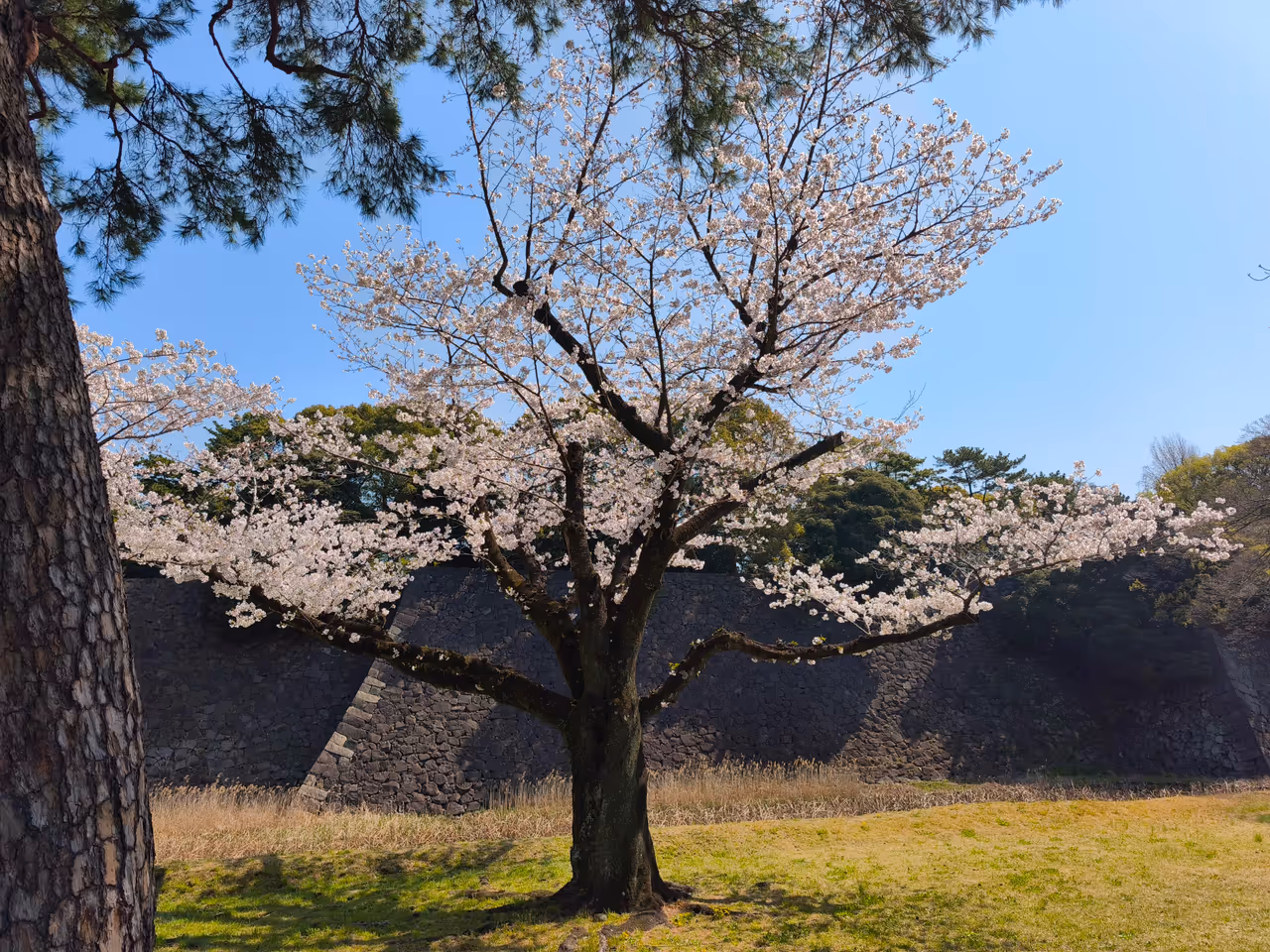 Gardens near the imperial palace in Tokyo