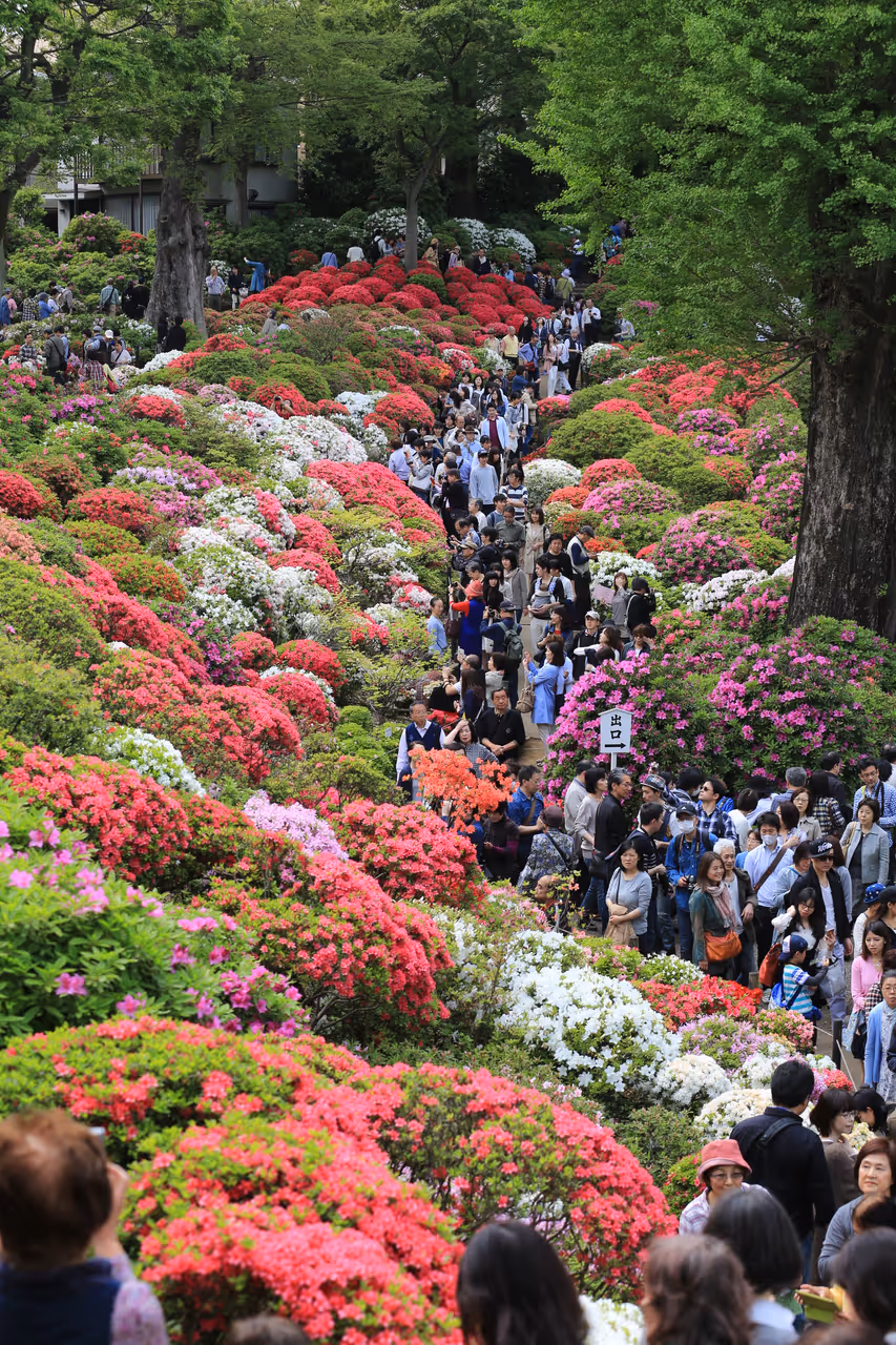 Crowd at Nezu shrine surrounded by blooming azaleas, Tokyo