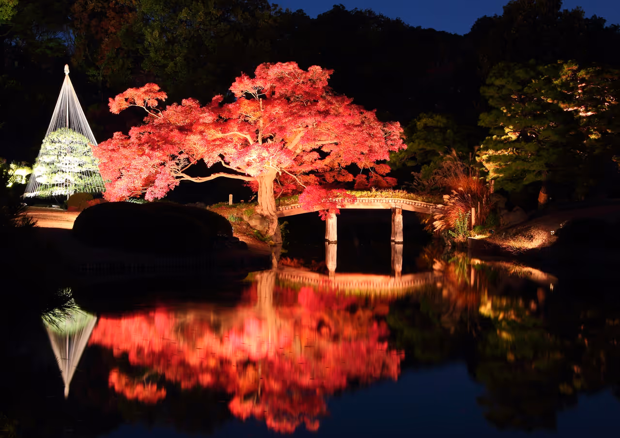 Rikugien Garden in the Bunkyo Ward at night, with the tree being reflected in the water