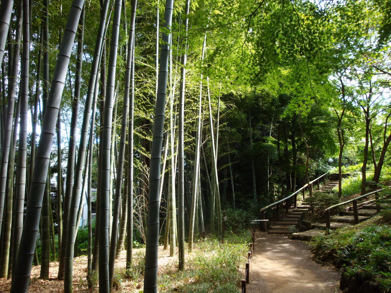 A bamboo forest in Tonogayato Garden