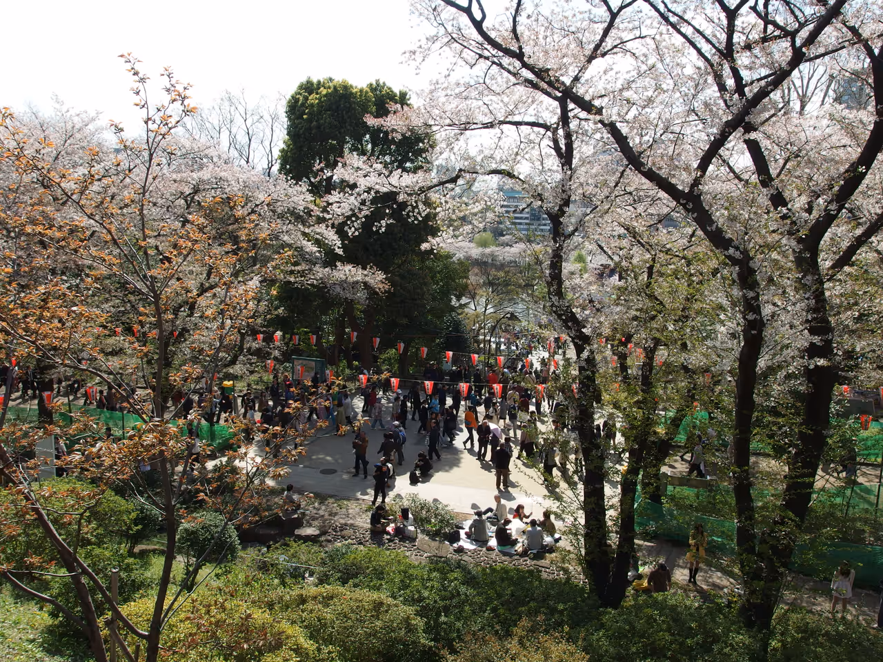 Ueno cherry blossom festival festival in Tokyo