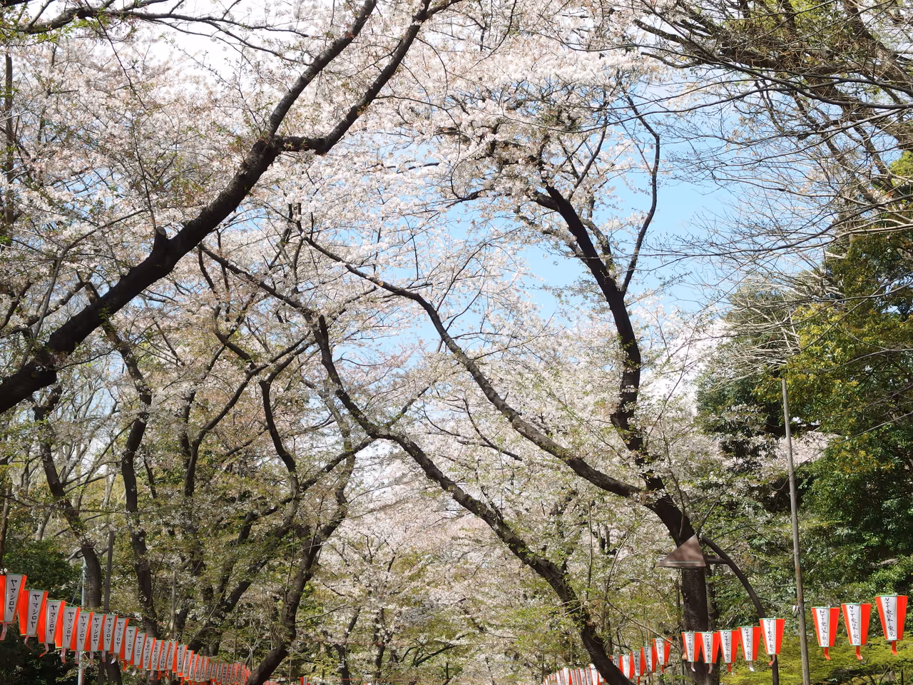 Ueno cherry blossom festival festival in Tokyo