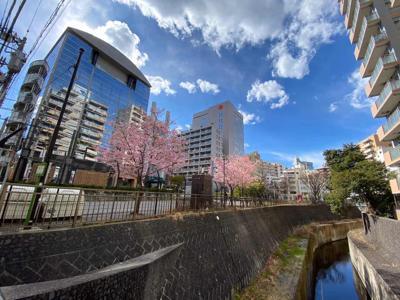Kawazu Cherry Blossoms, Ebisu East Park