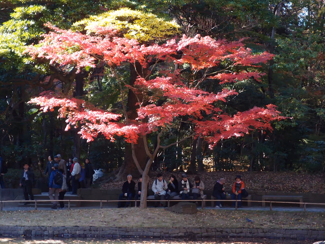 Koishikawa korakuen in Tokyo