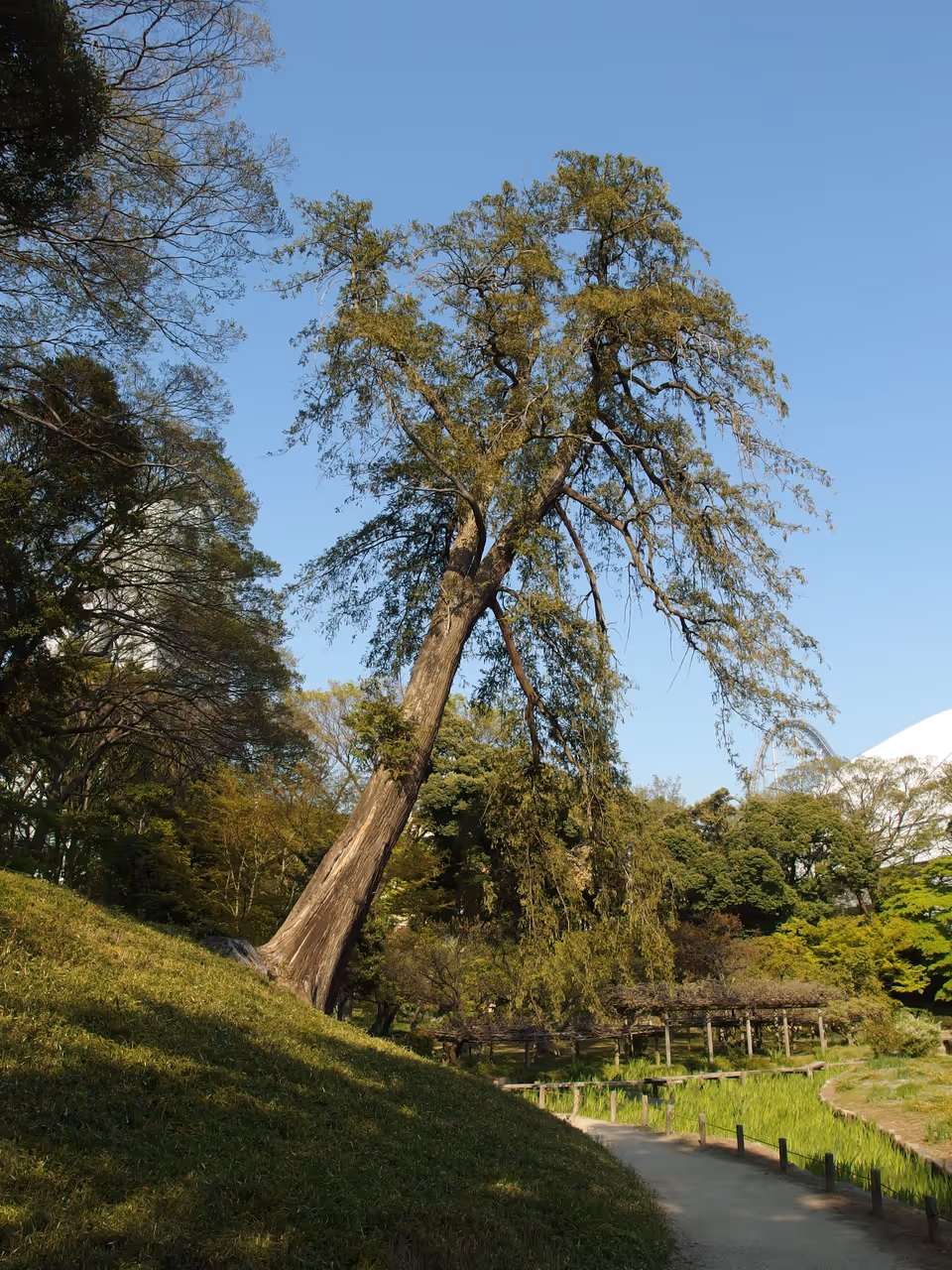 Koishikawa korakuen in Tokyo