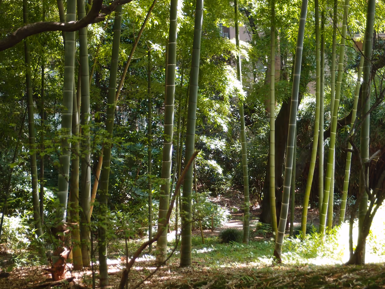 Rikugien gardens in Tokyo