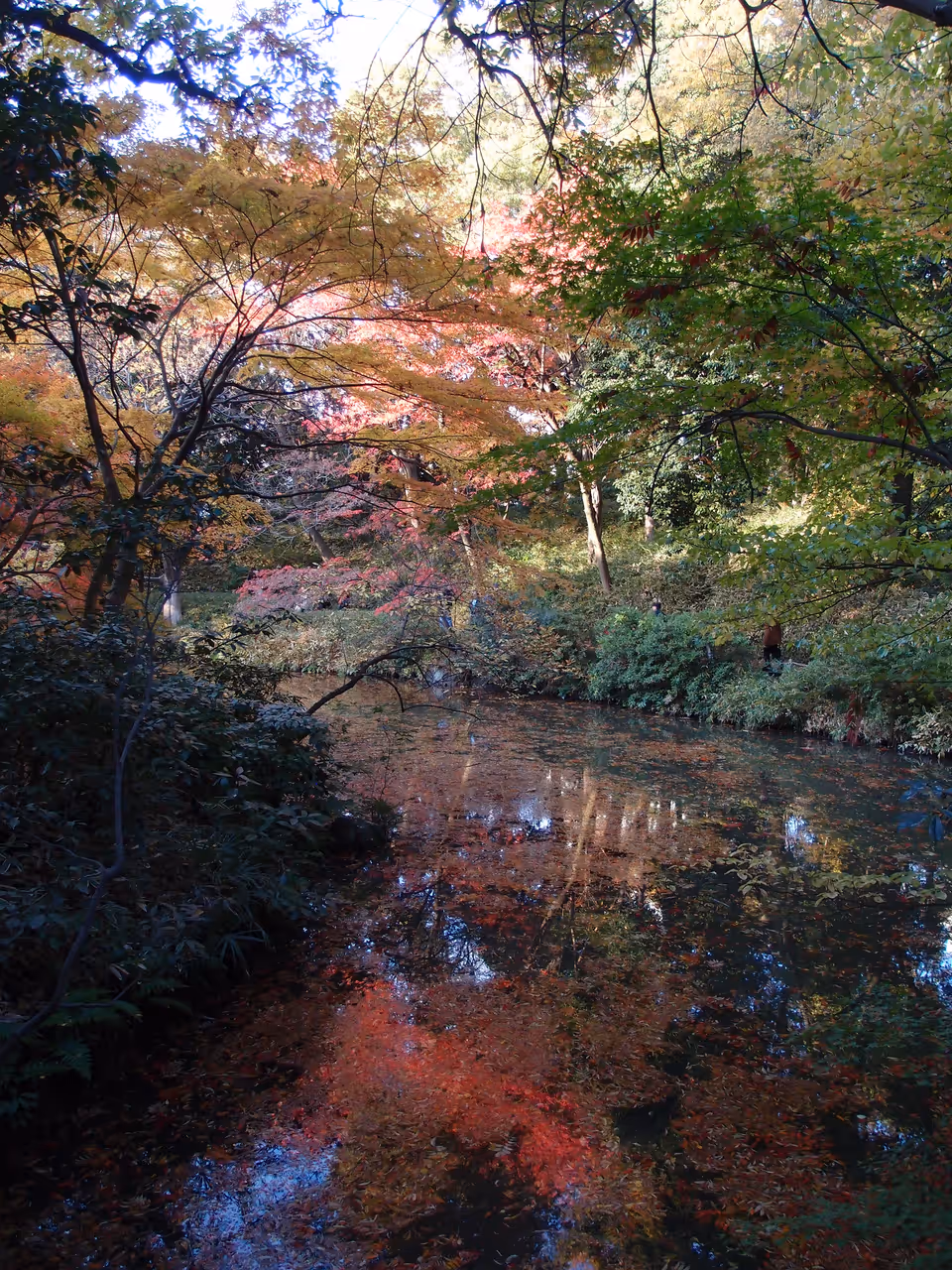 Leaves in the water at Rikugien gardens