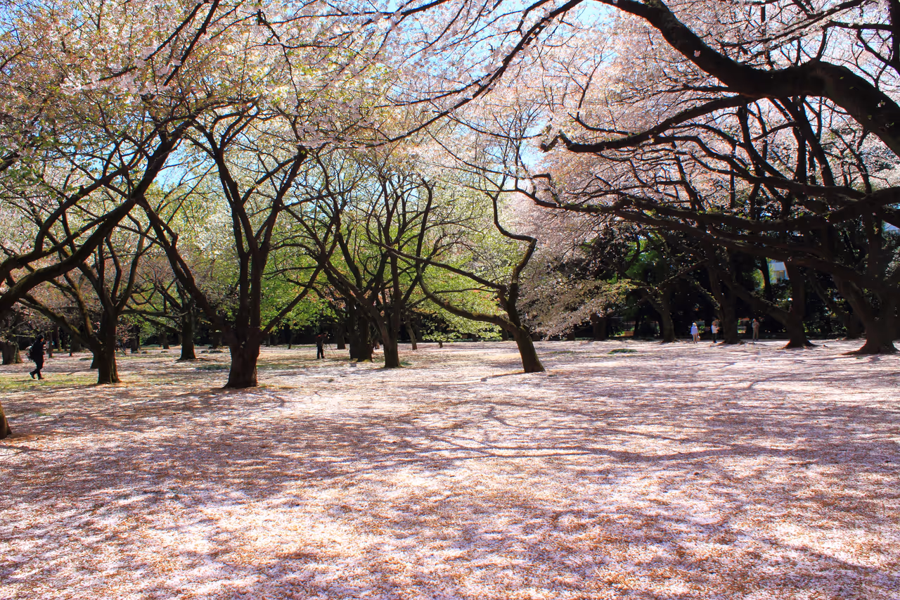 Shinjuku gyoen national garden in Tokyo