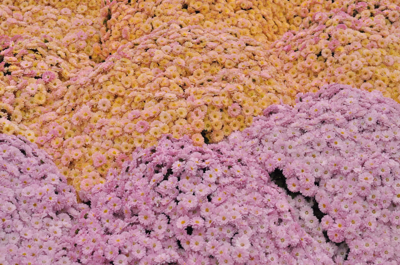 Shinjuku gyoen national garden in Tokyo