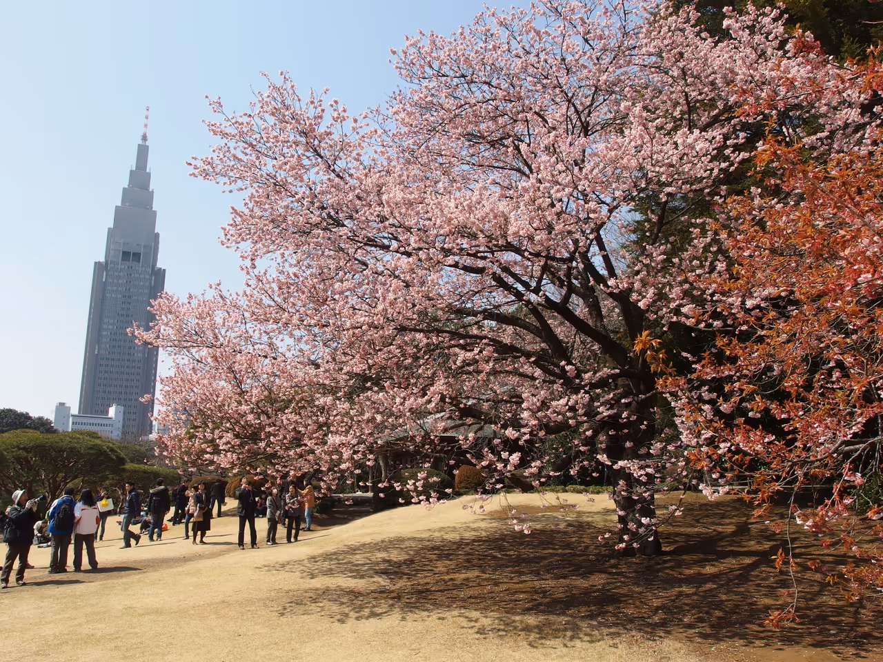 Shinjuku gyoen national garden in Tokyo