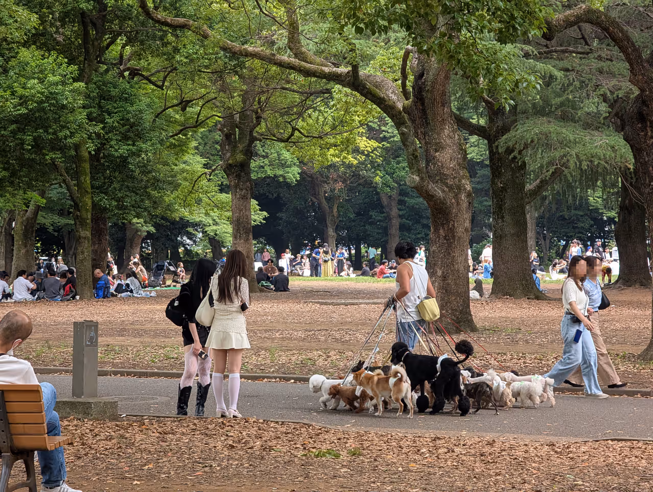Yoyogi park in Tokyo