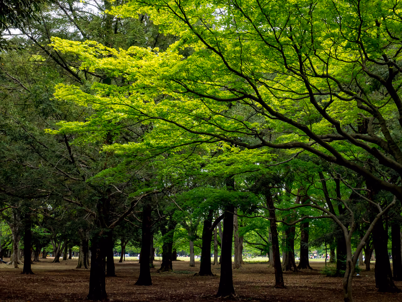 Yoyogi park in Tokyo