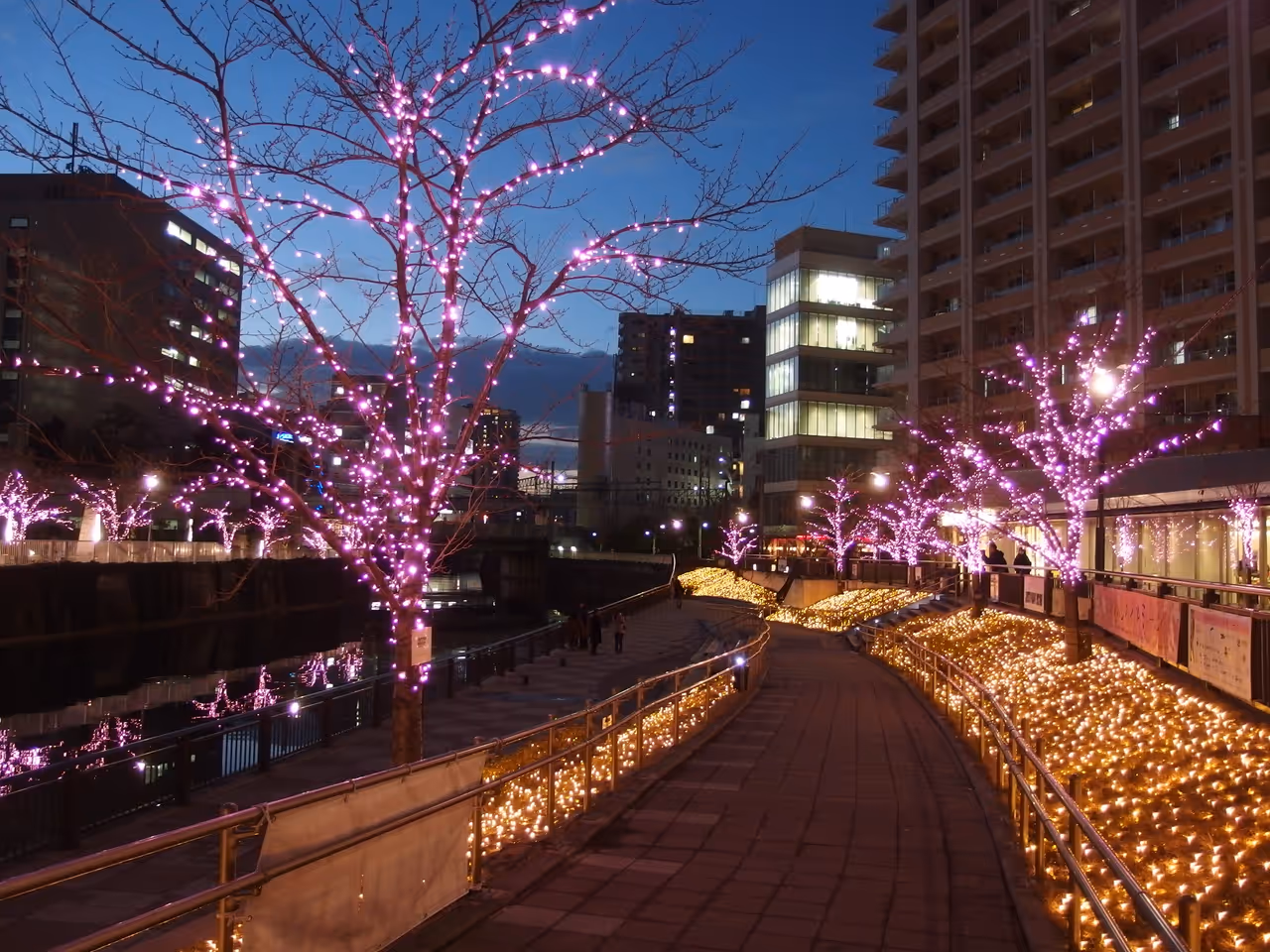 Meguro river cherry blossoms in Tokyo