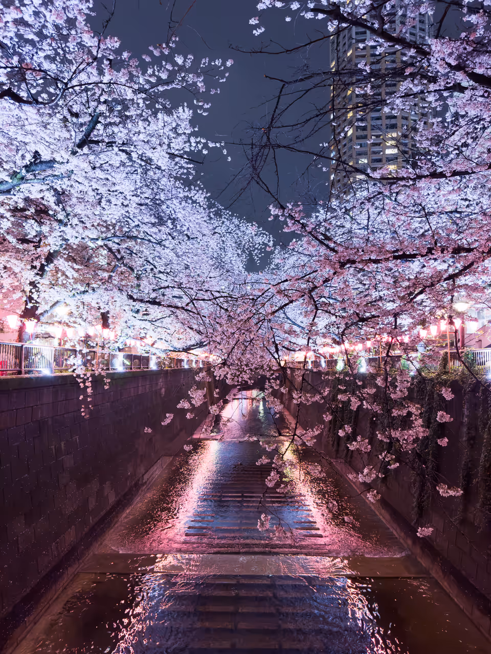 Meguro river cherry blossoms in Tokyo