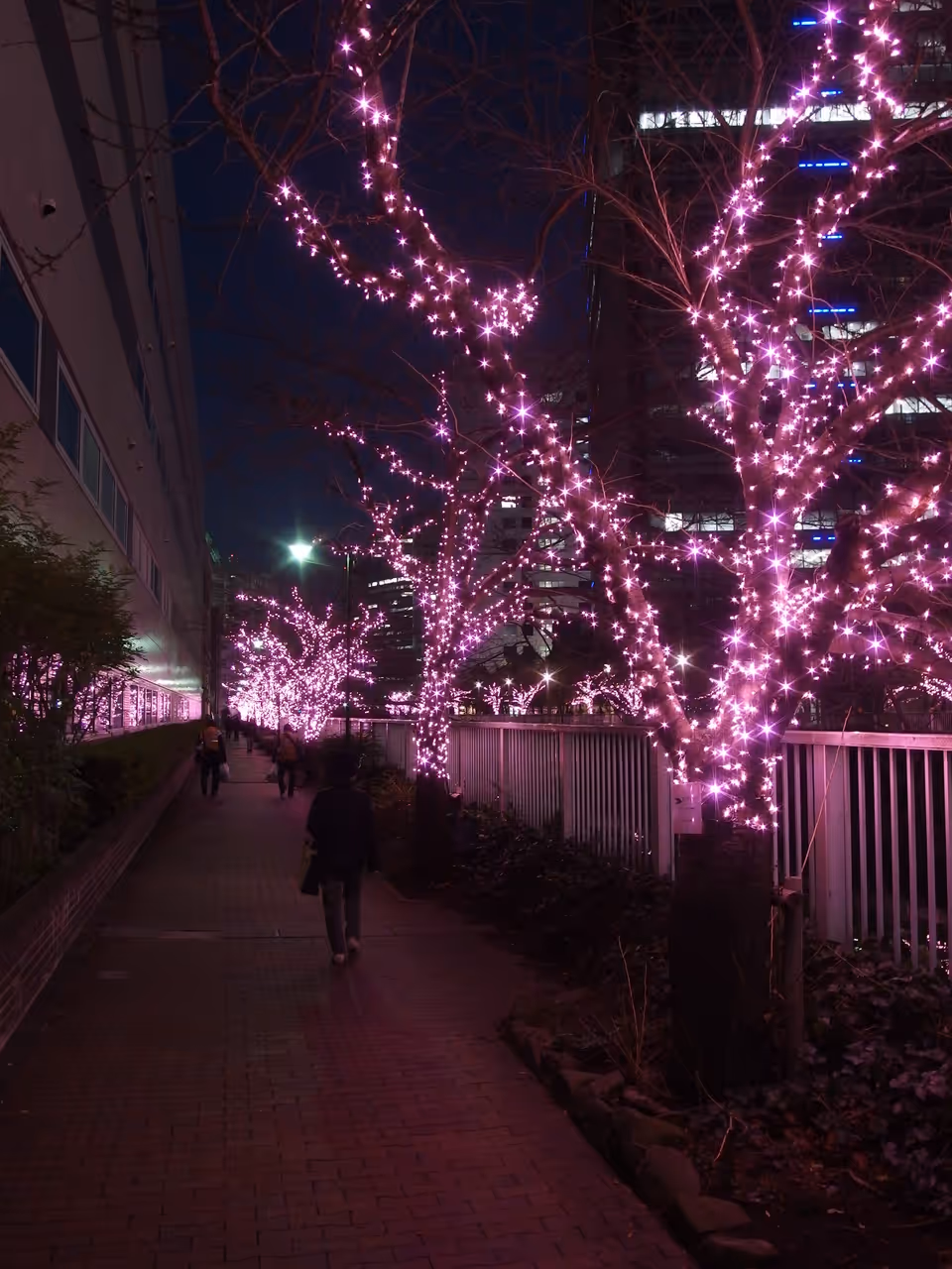 Meguro river cherry blossoms in Tokyo