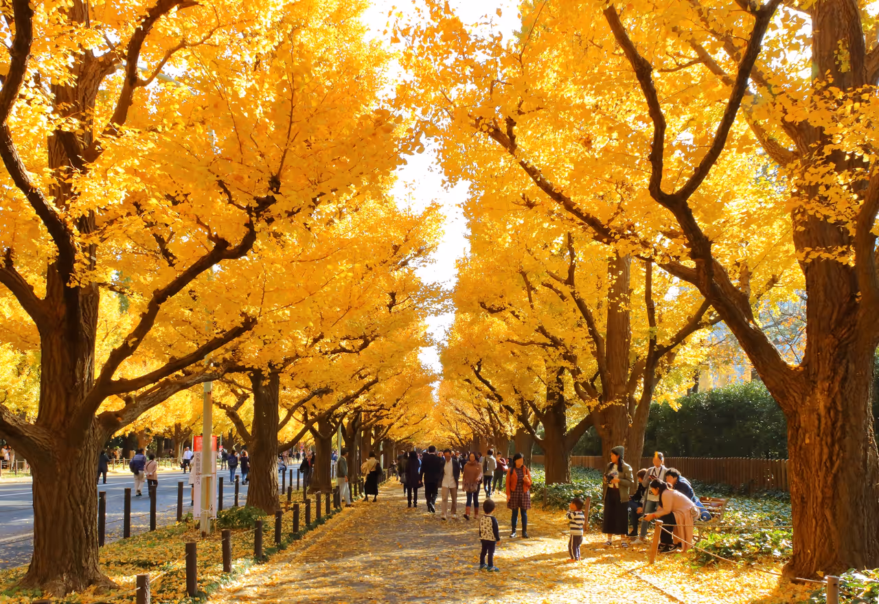 Autumn highlight in Tokyo