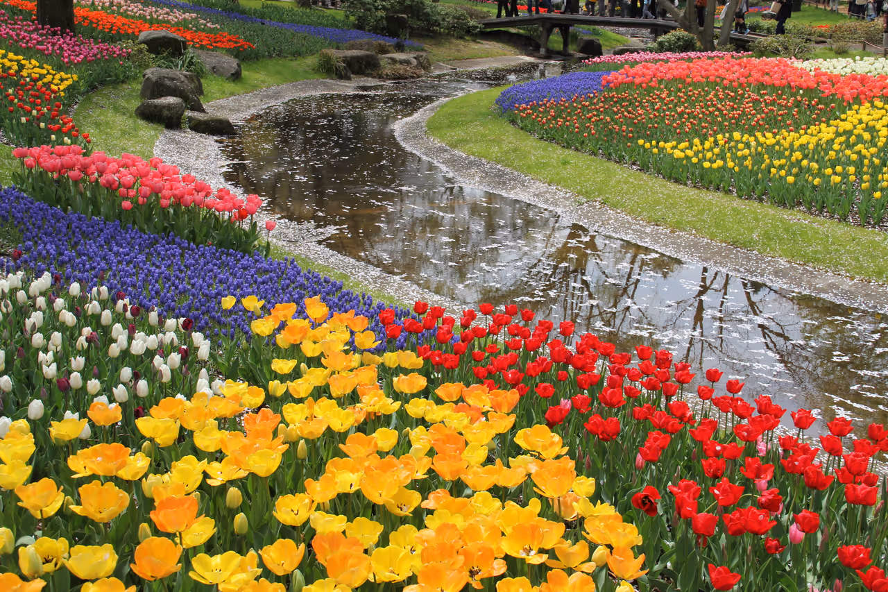 Spring highlight in Tokyo