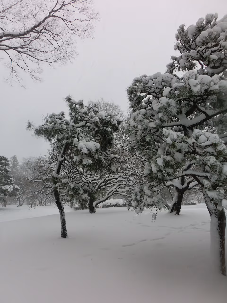 Winter highlight in Tokyo
