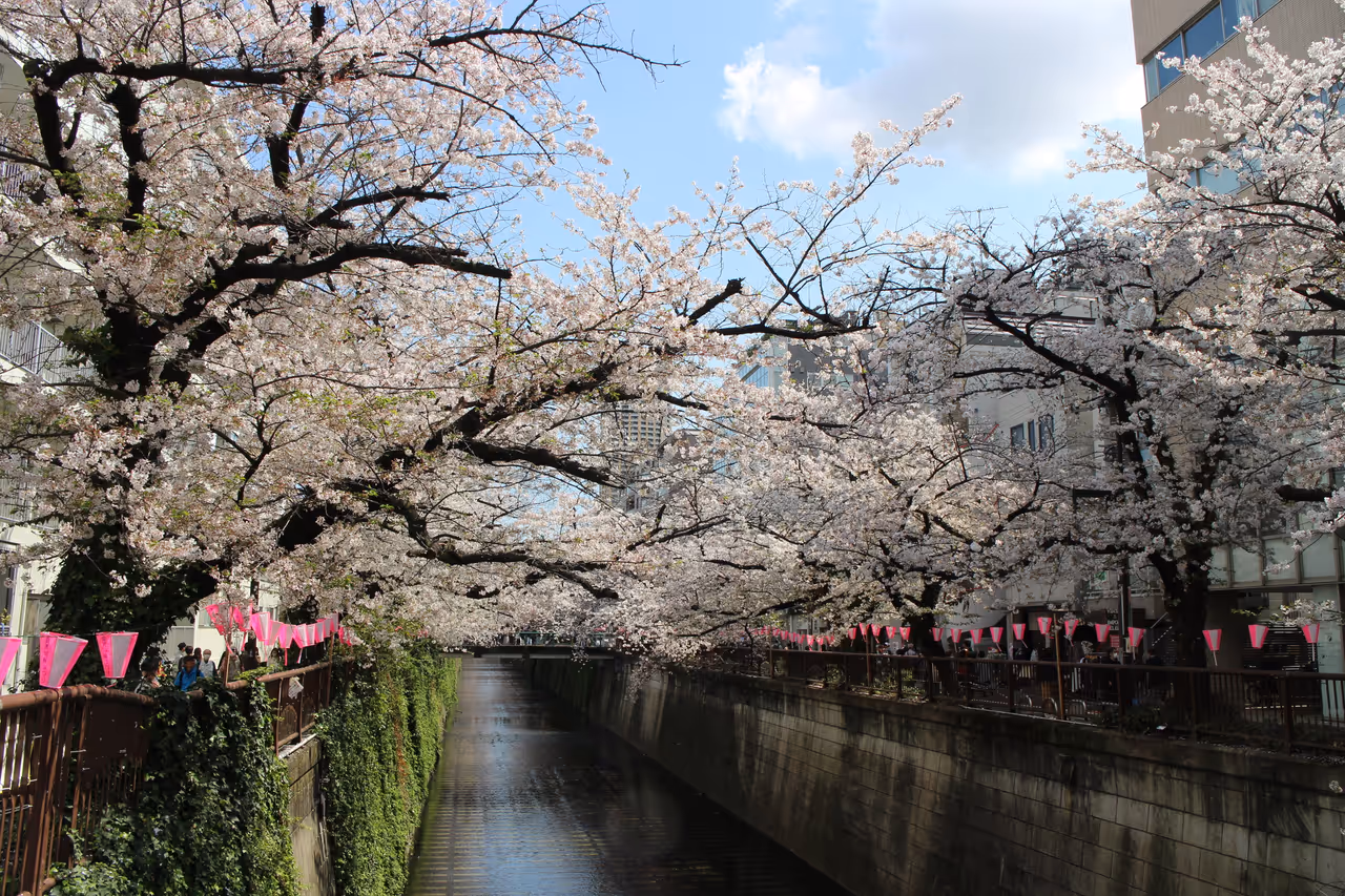 Meguro river walk stroll in Tokyo