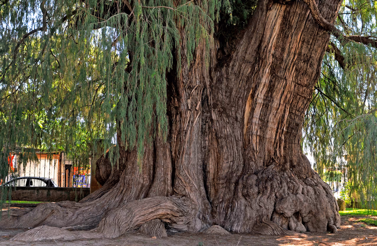 The Tule Tree junior in Oaxaca city