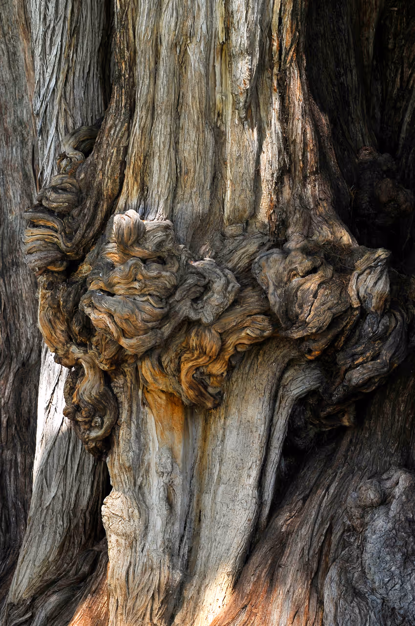 The tree of tule in Oaxaca city