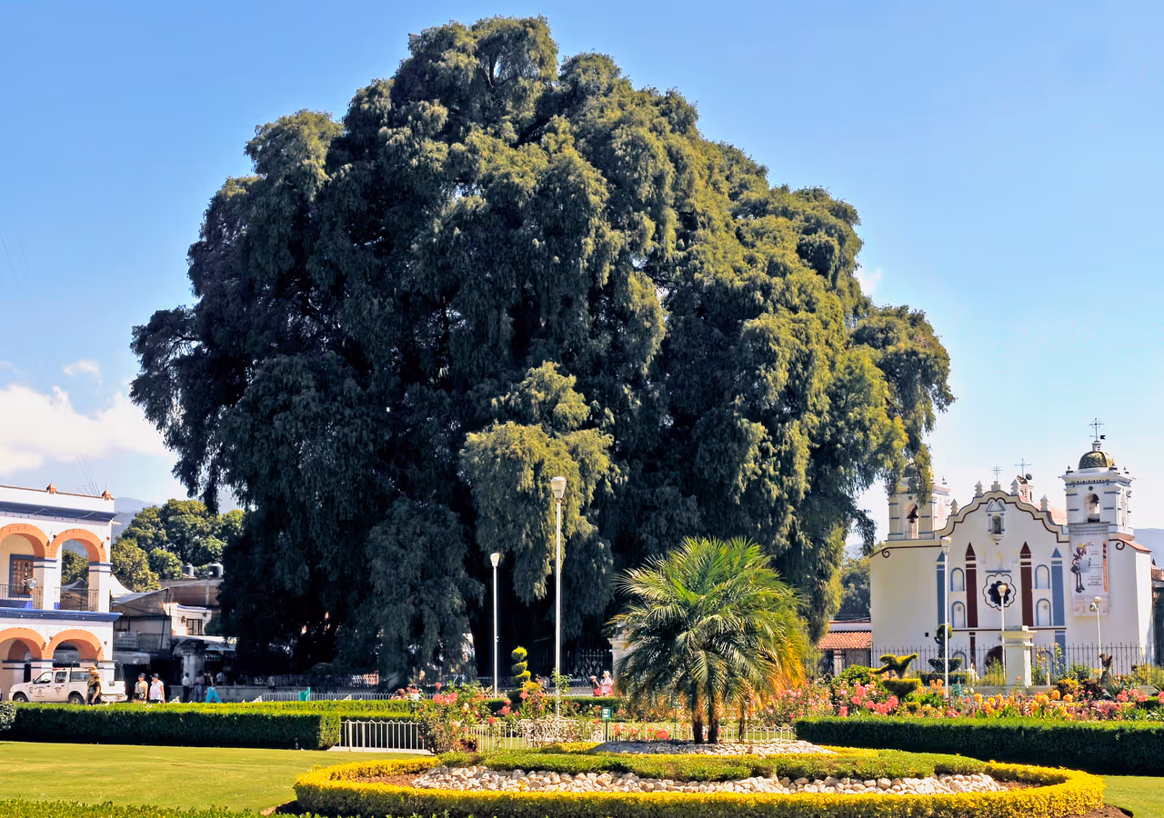 The tree of tule in Oaxaca city