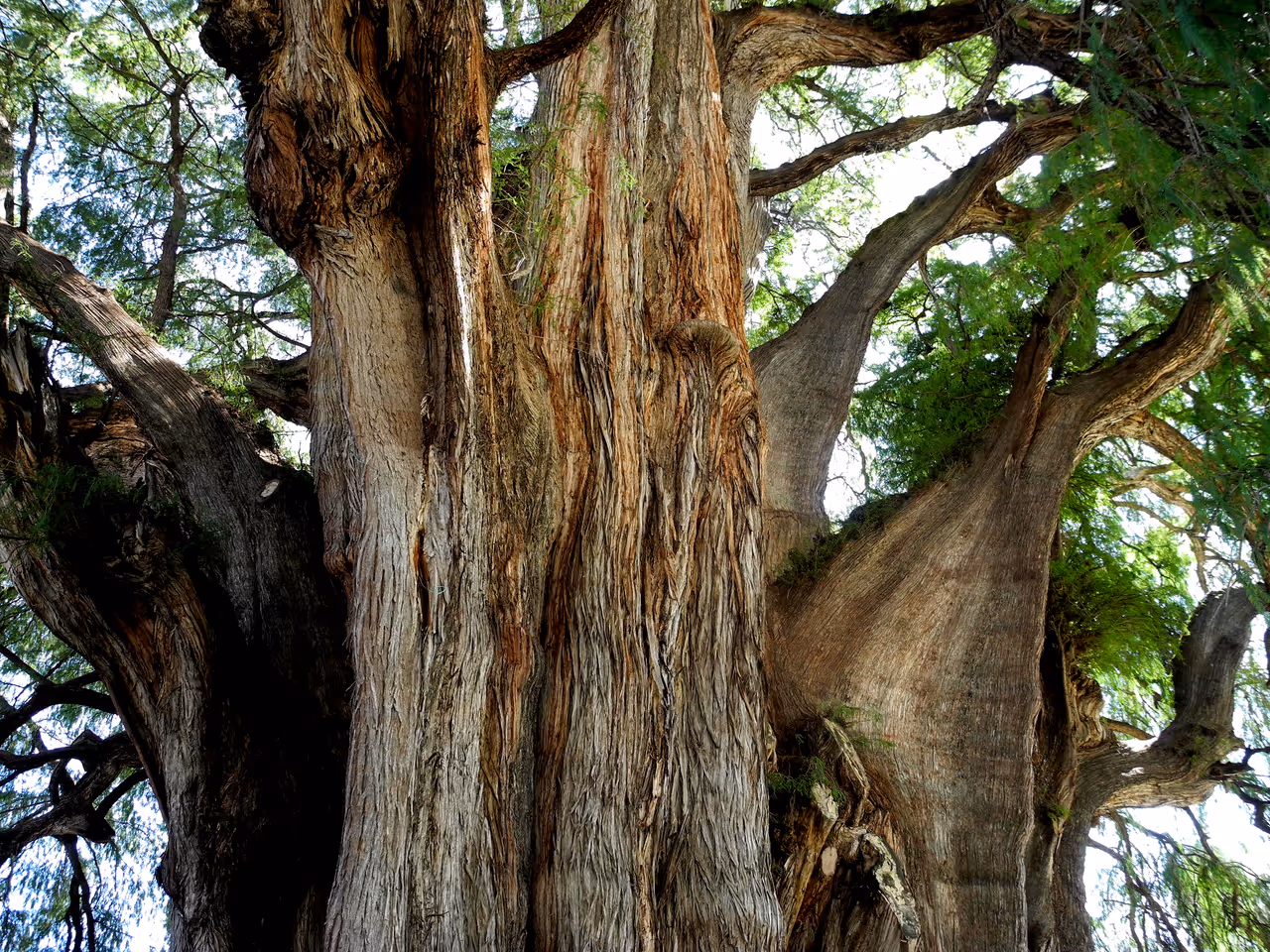 The tree of tule in Oaxaca city
