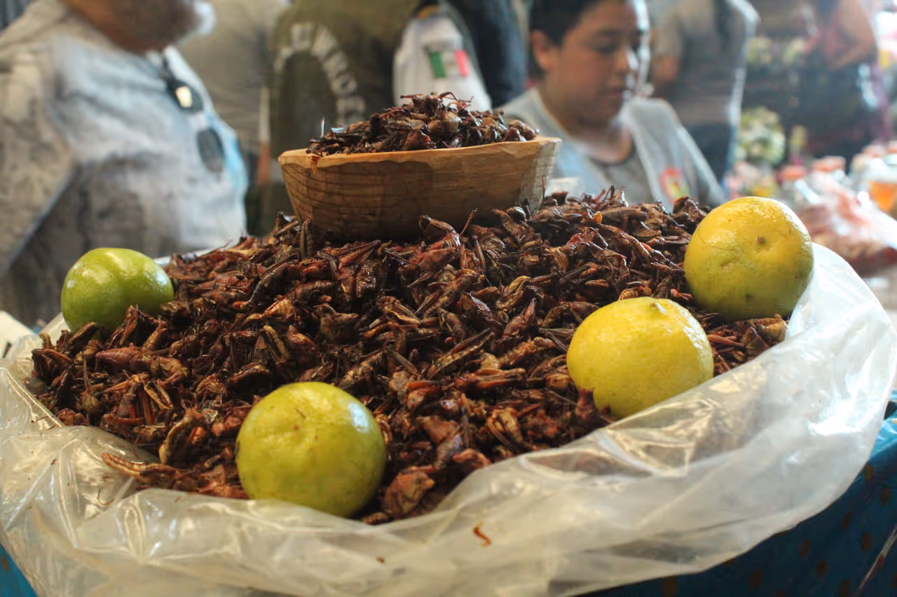 Toasted grasshoppers food in Oaxaca city