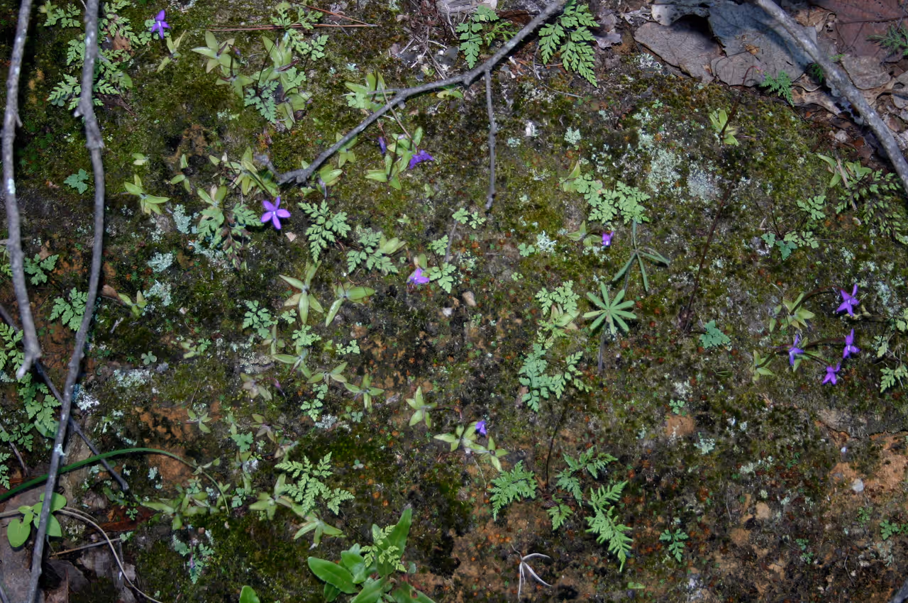 Benito juárez national park in Oaxaca city