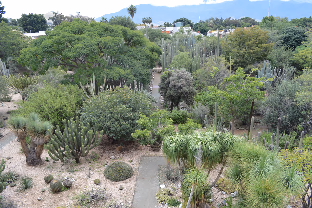 Ethnobotanical garden of oaxaca in Oaxaca city