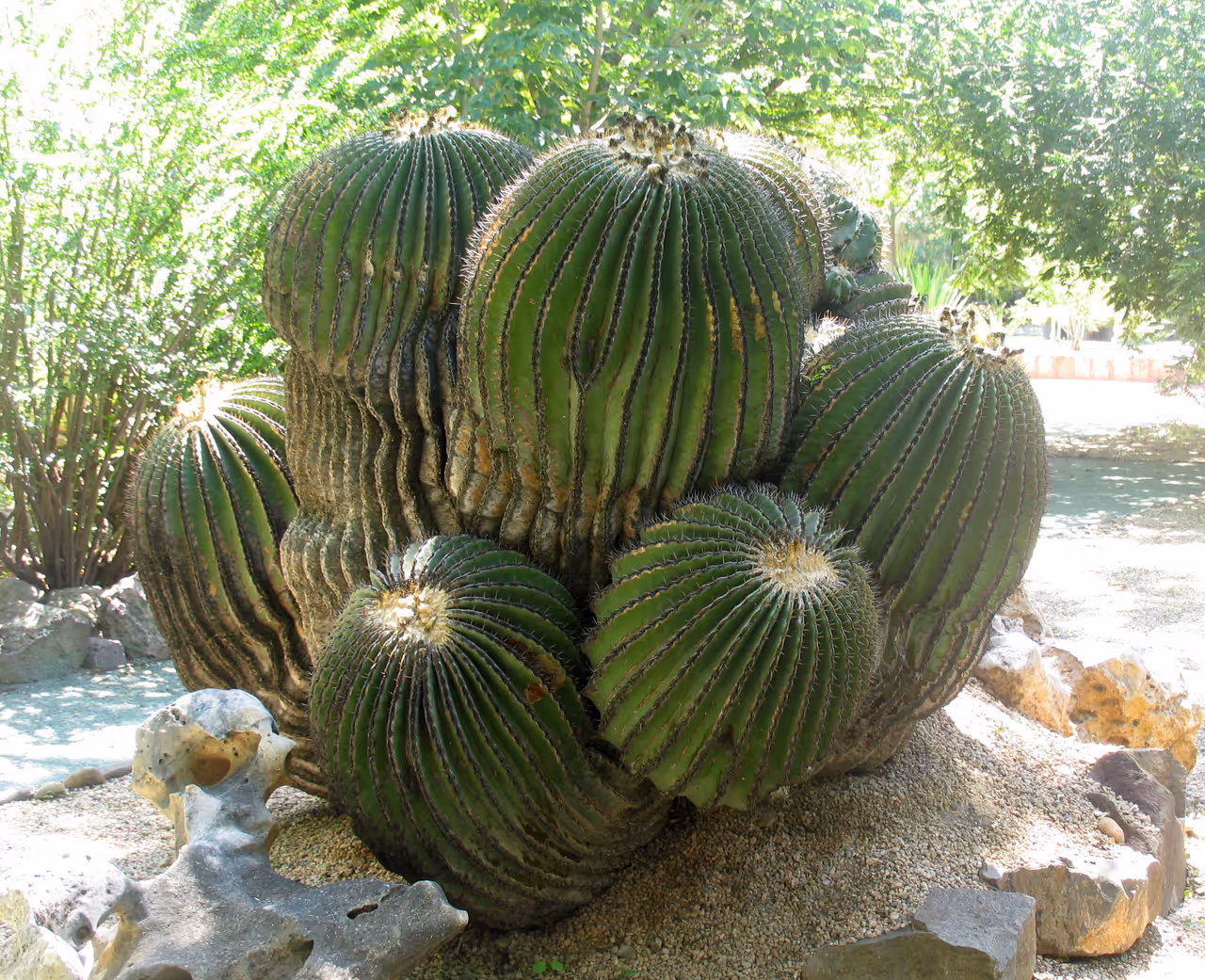 Ethnobotanical garden of oaxaca in Oaxaca city