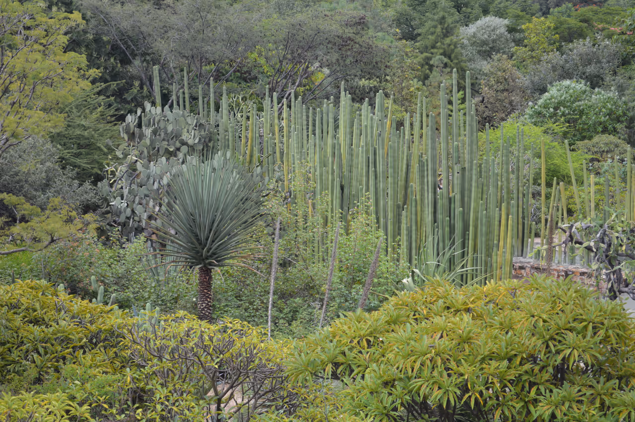 Ethnobotanical garden of oaxaca in Oaxaca city