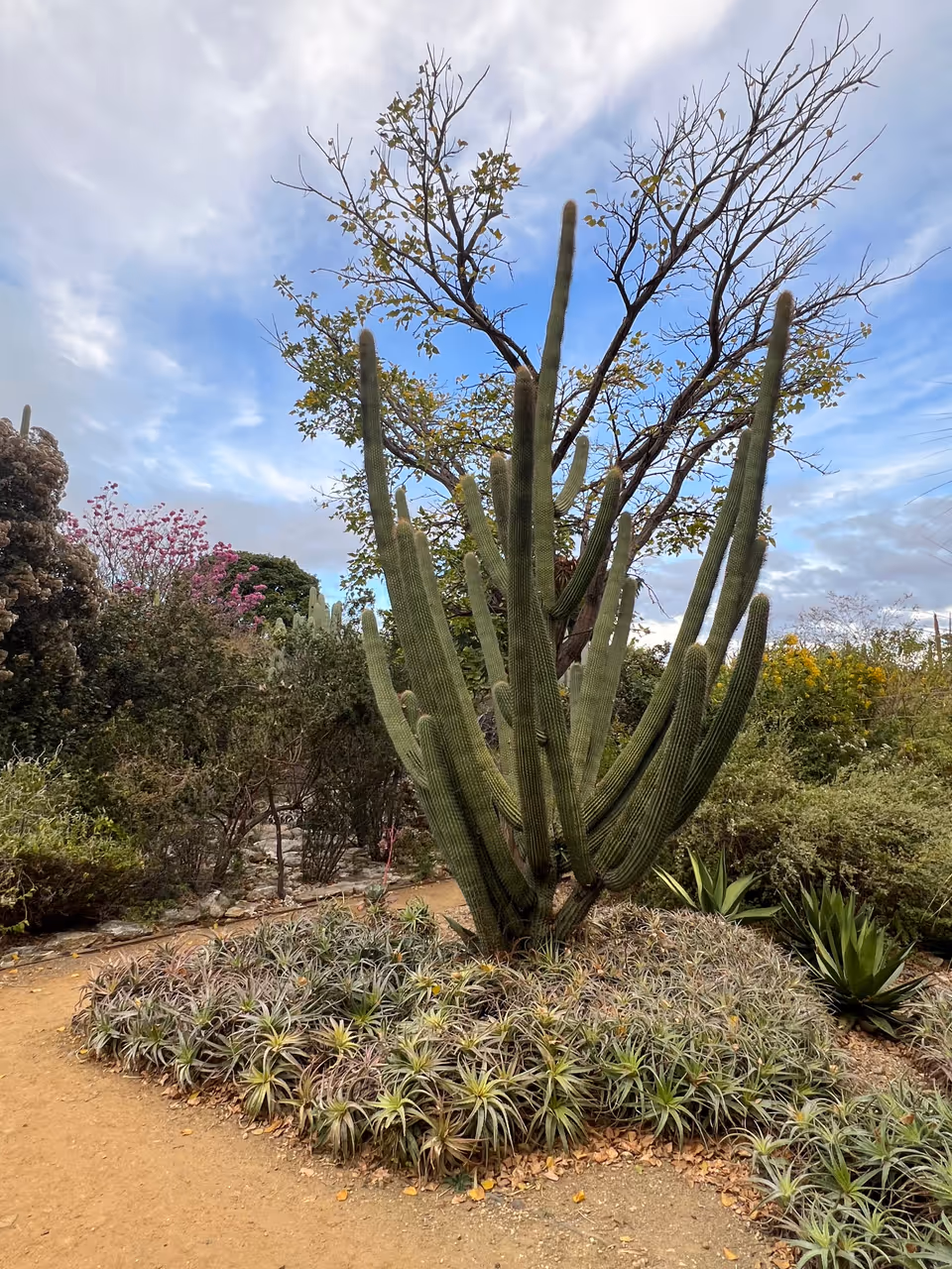 Ethnobotanical garden of oaxaca in Oaxaca city